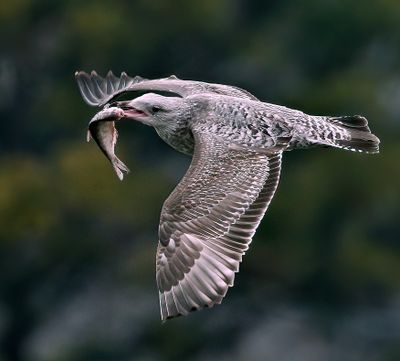 Herring Gull 