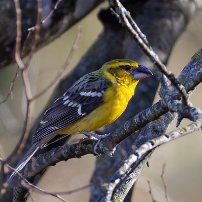Yellow Grosbeak
