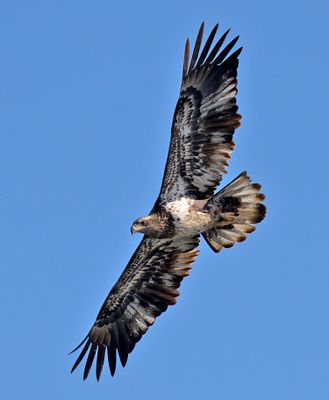Bald Eagle