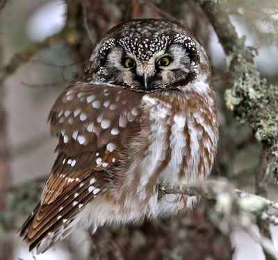 Boreal Owl