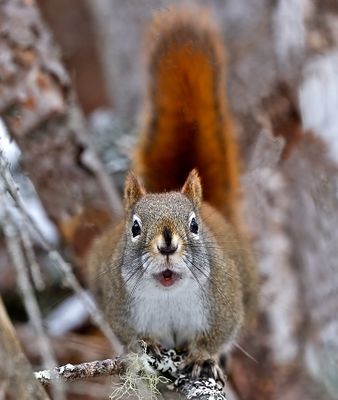 American Red Squirrel