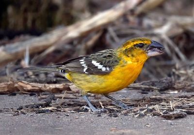 Yellow Grosbeak 