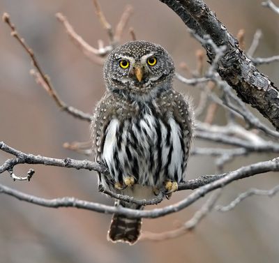 Northern Pygmy-Owl 