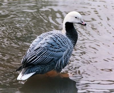 Emperor Goose