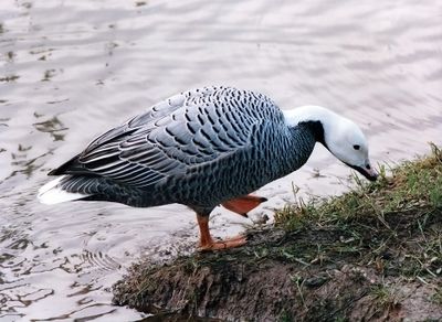 Emperor Goose