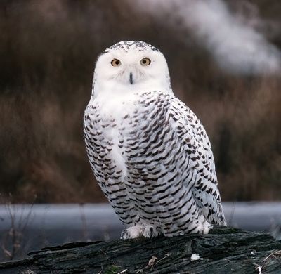 Snowy Owl 