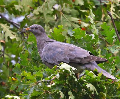 Band-tailed Pigeon