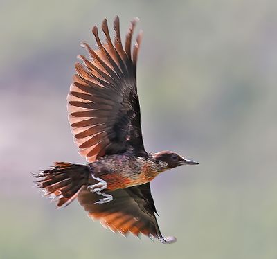 Lewis's Woodpecker