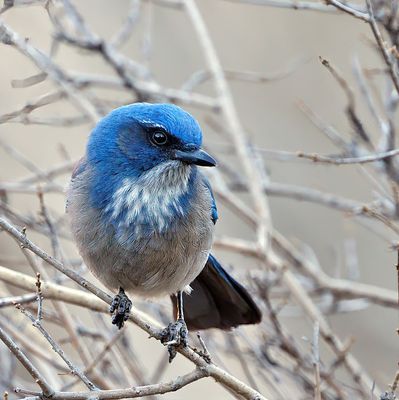 Woodhouse's Scrub-Jay