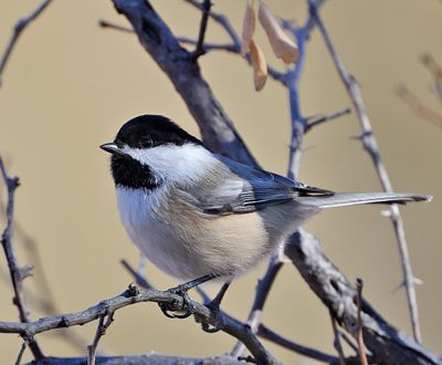 Black-capped Chickadee