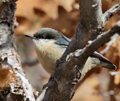 Pygmy Nuthatch