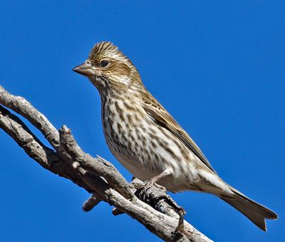 Cassin's Finch 
