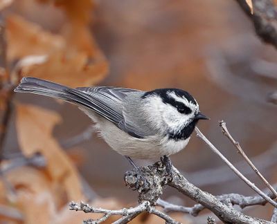 Mountain Chickadee