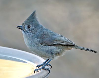 Juniper Titmouse