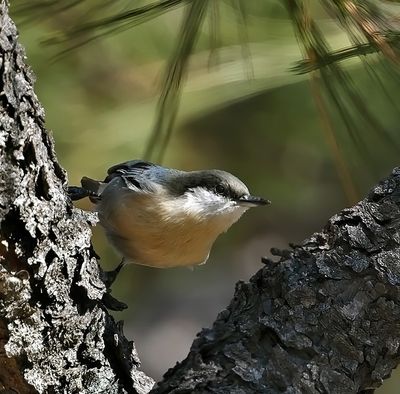 Pygmy Nuthatch