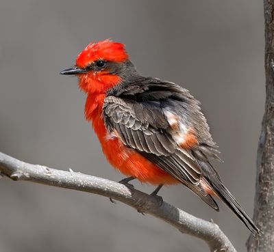 Vermilion Flycatcher