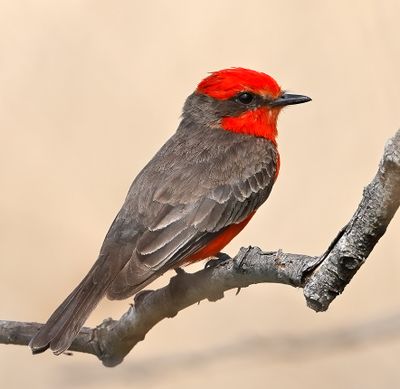 Vermilion Flycatcher