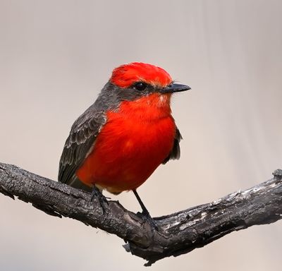 Vermilion Flycatcher