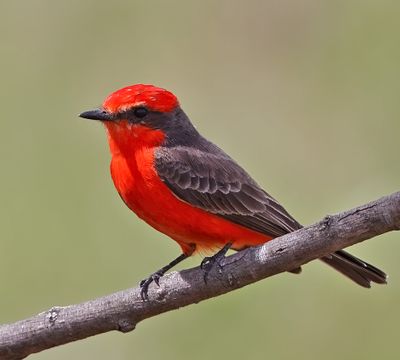 Vermilion Flycatcher