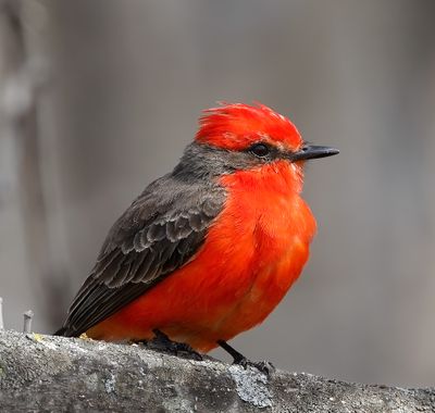 Vermilion Flycatcher