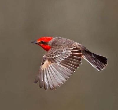 Vermilion Flycatcher