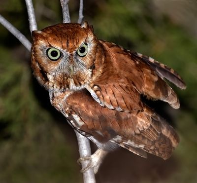Eastern Screech-Owl