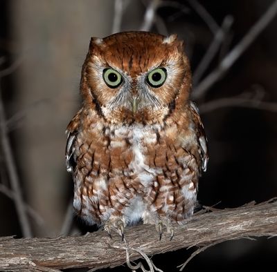 Eastern Screech-Owl