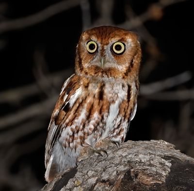 Eastern Screech-Owl 