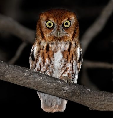 Eastern Screech-Owl