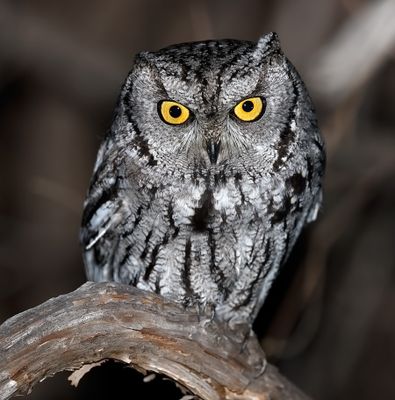 Western Screech-Owl