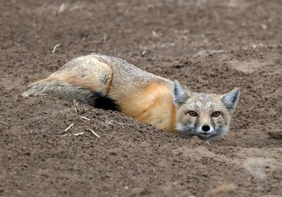 Swift Fox