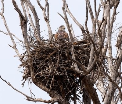 Ferruginous Hawk
