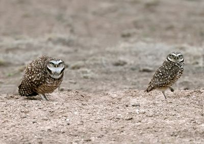 Burrowing Owls