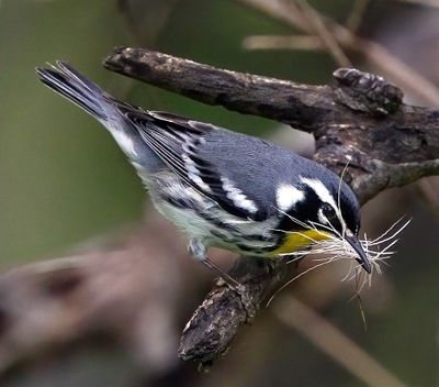 Yellow-throated Warbler