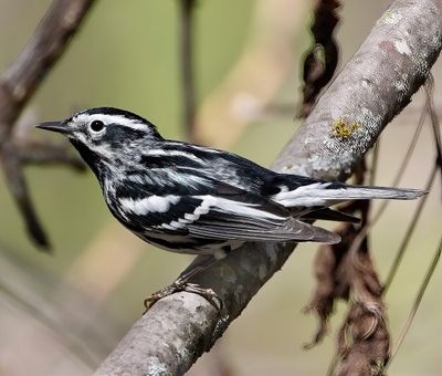 Black-and-white Warbler