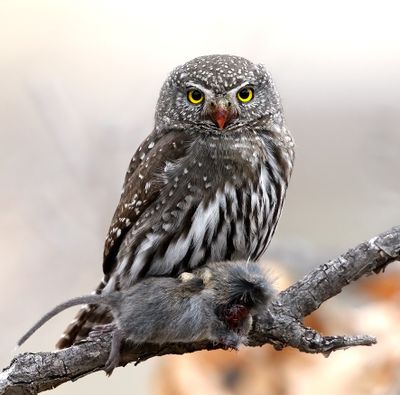 Northern Pygmy-Owl