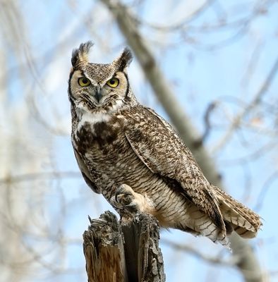 Great Horned Owl