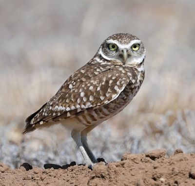 Burrowing Owl 