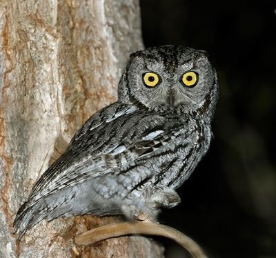 Western Screech-Owl 