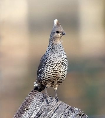 Scaled Quail 