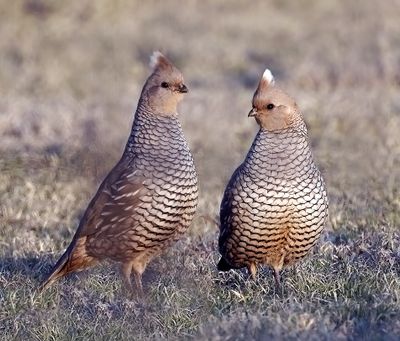 Scaled Quail 