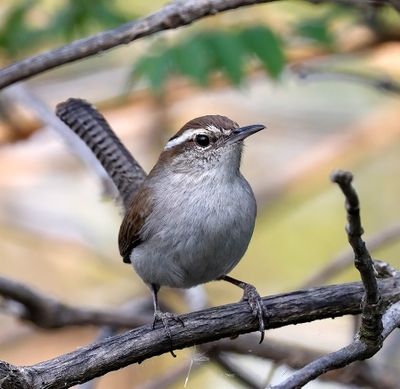 Bewick's Wren