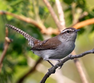 Bewick's Wren