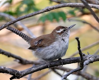Bewick's Wren