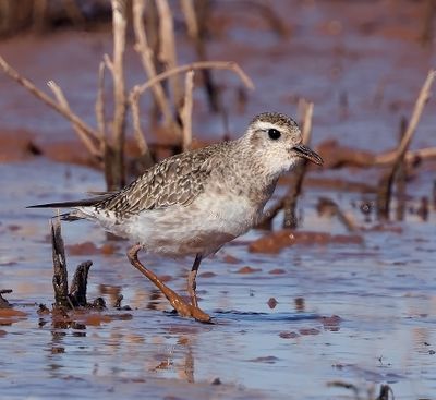 American Golden-Plover