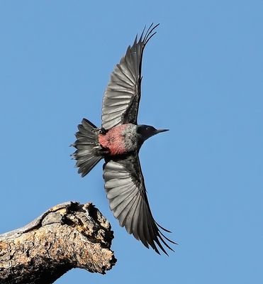 Lewis's Woodpecker