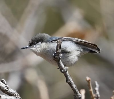 Pygmy Nuthatch