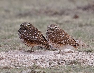 Burrowing Owl 