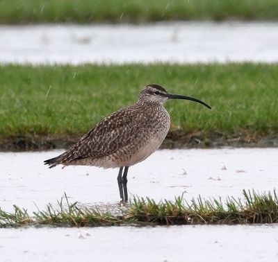 Whimbrel 