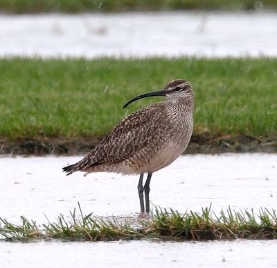 Whimbrel 